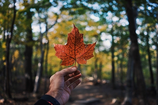 A person holding a red maple leaf in a forest